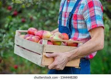 Picking apples. Closeup of a crate with apples. A man with a full basket of red apples in the garden. Organic apples. - Shutterstock ID 1344448280