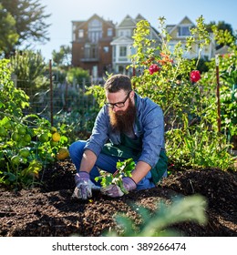 Picking Beets In Urban Communal Garden