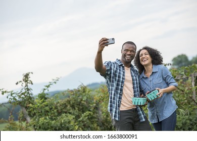 Picking Blackberry Fruits On An Organic Farm. A Couple Taking A Selfy With A Smart Phone, And Fruit Picking.