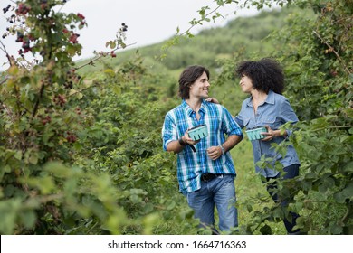 Picking Blackberry Fruits On An Organic Farm. A Couple Among The Fruit Bushes.