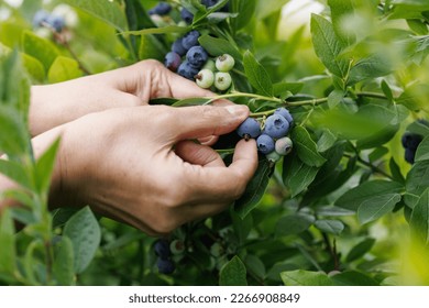 Picking  blueberries, view of female hands while picking ripe blueberries from the bush. - Powered by Shutterstock