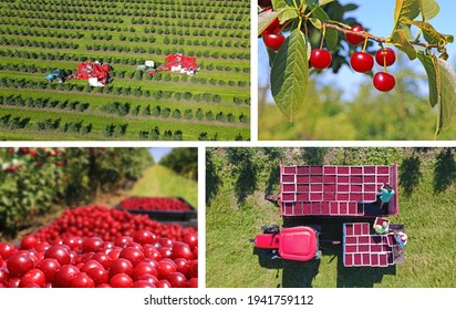 Picking Cherries In The Orchard. Aerial View Of Cherry Harvest With Two Automated Cherry Picker Machines, Landscape Rural Scene - Collage