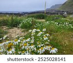 Picking Daisy