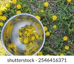 Picking dandelion flowers in a field 