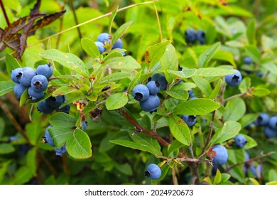 Picking delicious and healthy Wild blueberries in a field growing among the bushes 