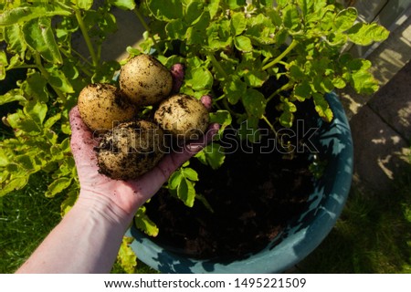 Picking Estima potatoes grown in a pot