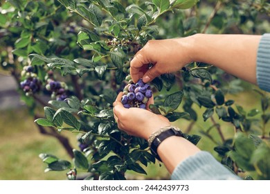 Picking fresh blueberries on a farm. - Powered by Shutterstock