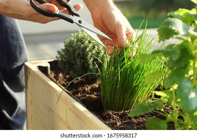 picking fresh herbs grown on a raised bed on a balcony - Shutterstock ID 1675958317