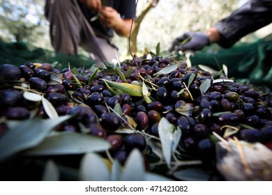 Picking Up Fresh Olives 