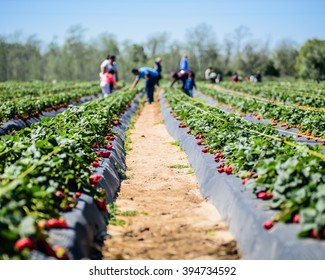 Picking fresh strawberries at farm