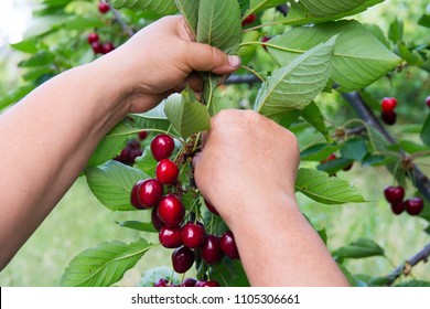 Picking Fruit From Cherry Wood. Cherry Picker Hands. Fresh Organic Cherries. Red Fresh Cherry On The Tree. Fresh Red Cherry Heap. Macro Shooting On Tree.