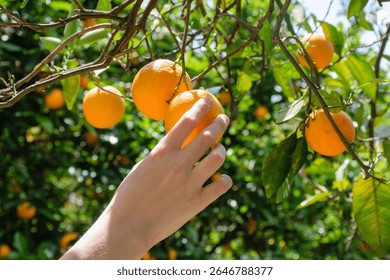 Picking fruit from the tree, Hand Picking fruit, Hand picking oranges from orange tree, Farming, Agriculture, organic farming, Agriculture, fresh off the tree concept, Fruit farming, tree , garden

