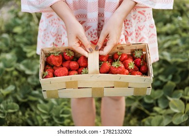 Picking Fruits On Strawberry Field On A Sunny Day. Woman In Dress Holding Basket Full Of Fresh Strawberries. Summer Work In Garden And Strawberry Harvest