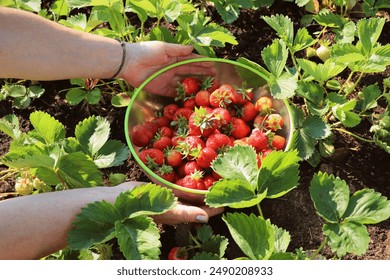 Picking fruits on strawberry field, Harvesting on strawberry farm, strawberry crop. Woman holding bowl with strawberry. Agriculture and ecological fruit farming concept . - Powered by Shutterstock