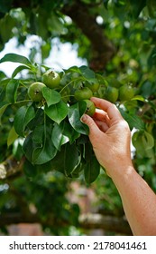 Picking Green Apples By Hand