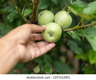 Picking Green Apples From The Tree