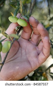 Picking Green Olives