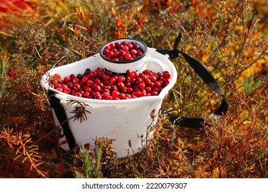 picking healthy berries in the swamp. the concept of the autumn season and harvest. - Shutterstock ID 2220079307