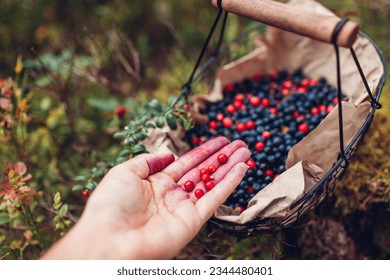 Picking lingonberries and billberries in summer forest. Close up of wild red berries hand-picked. Farmer harvests fruit in metal basket with bare hands. Fall crop