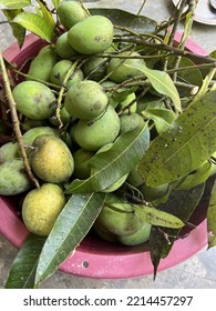 Picking Mangoes From My Garden