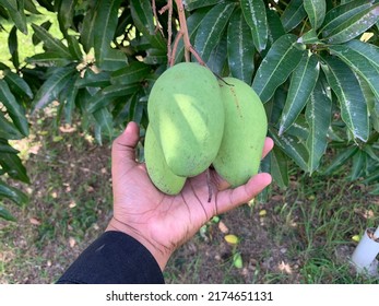 Picking Mangoes Straight From The Tree