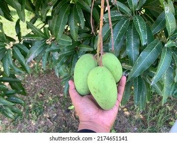 Picking Mangoes Straight From The Tree