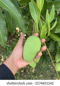 Picking Mangoes Straight From The Tree