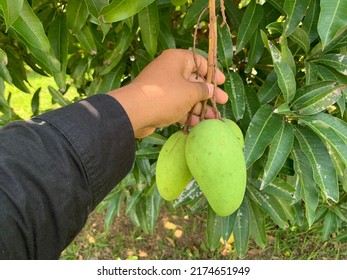 Picking Mangoes Straight From The Tree