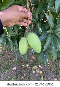 Picking Mangoes Straight From The Tree