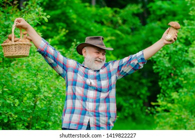 Picking Mushrooms. Happy Grandfather - Summer And Hobbies. Old Man Walking. Grandpa Pensioner. Senior Hiking In Forest