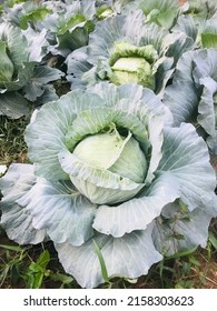 Picking organic fresh pak chai(Chinese cabbage)in the kitchen garden,good benefit and vitamins for healthy.It’s growing up in the vegetable farm and take care by enough watering and put some manure.