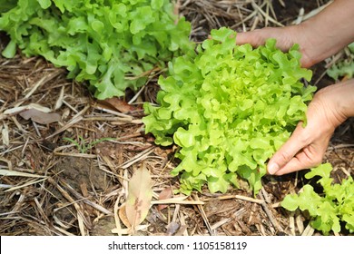 Picking Up Organic Fresh Vegetables By Woman's Hand In The Garden For Family Healthy Food. Show Natural And Symply Life Style.