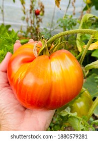 Picking organic tomato fruit from the garden
