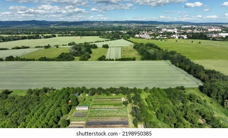 Picking Peas Field Ripe Bio Farm Farming Pisum Sativum Snap Drone Aerial Pepper Kohlrabi Spinach Agricultural Farm Garden Farmer Fruit Tree Bio Europe