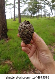 Picking up pinecone from ground in pine forest