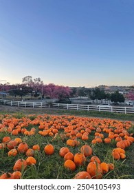 picking a pumpkin in a beautiful field at the pumpkin patch 