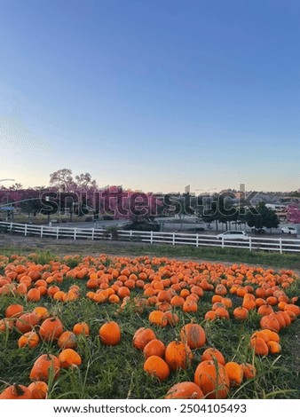 picking a pumpkin in a beautiful field at the pumpkin patch 