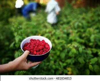 Picking Raspberries.