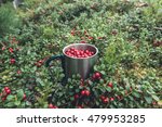 Picking red cranberries in metal cup in forest