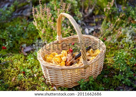 Image, Stock Photo Mushrooms in basket Food