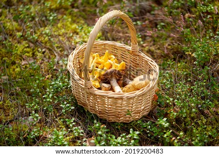 Similar – Image, Stock Photo Mushrooms in basket Food