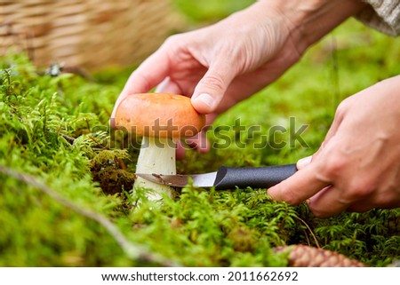 Similar – Image, Stock Photo Mushroom