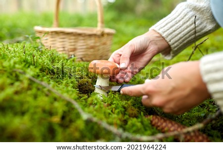 Image, Stock Photo Mushroom