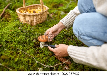 Similar – Image, Stock Photo Mushrooms in the forest