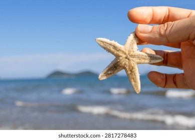 Picking Up Starfish While Beachcombing