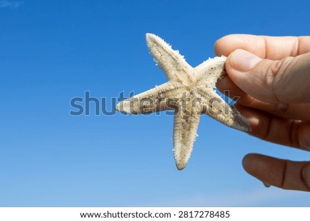 Picking Up Starfish While Beachcombing
