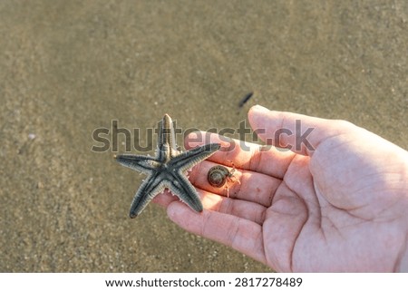 Picking Up Starfish While Beachcombing