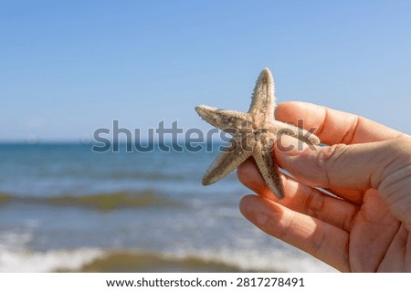 Picking Up Starfish While Beachcombing
