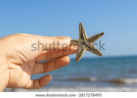 Picking Up Starfish While Beachcombing