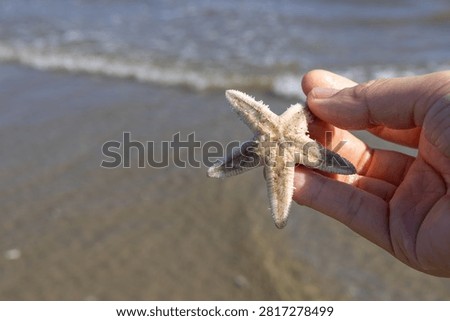 Picking Up Starfish While Beachcombing